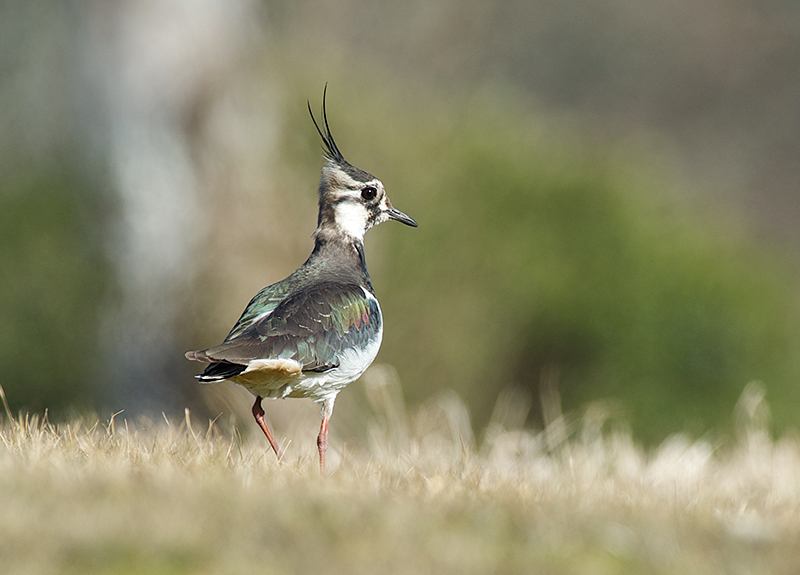 Vipe - Northern lapwing (Vanellus vanellus).jpg